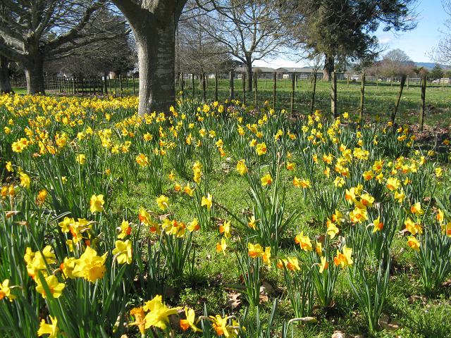 Daffodils in Payne Park-Cambridge Tree Trust